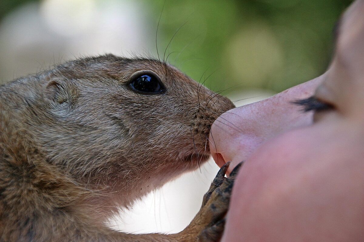 african-bush-squirrel-1580046_1280.jpg
