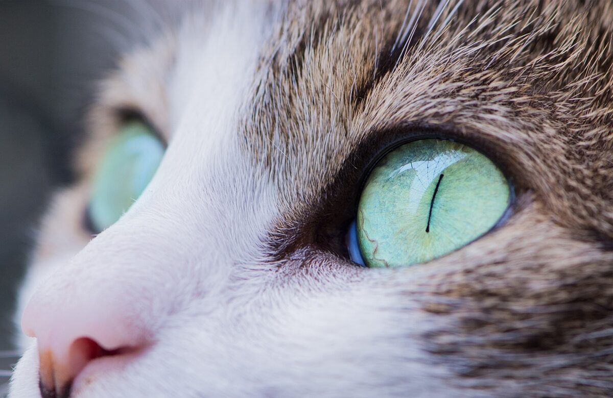 animal-gce9742b6c_1280.jpg