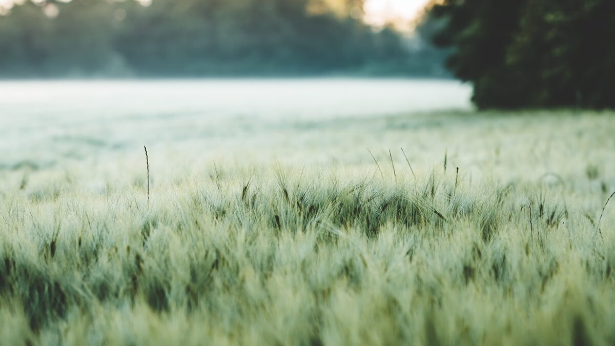 barley-4423698_1280.jpg