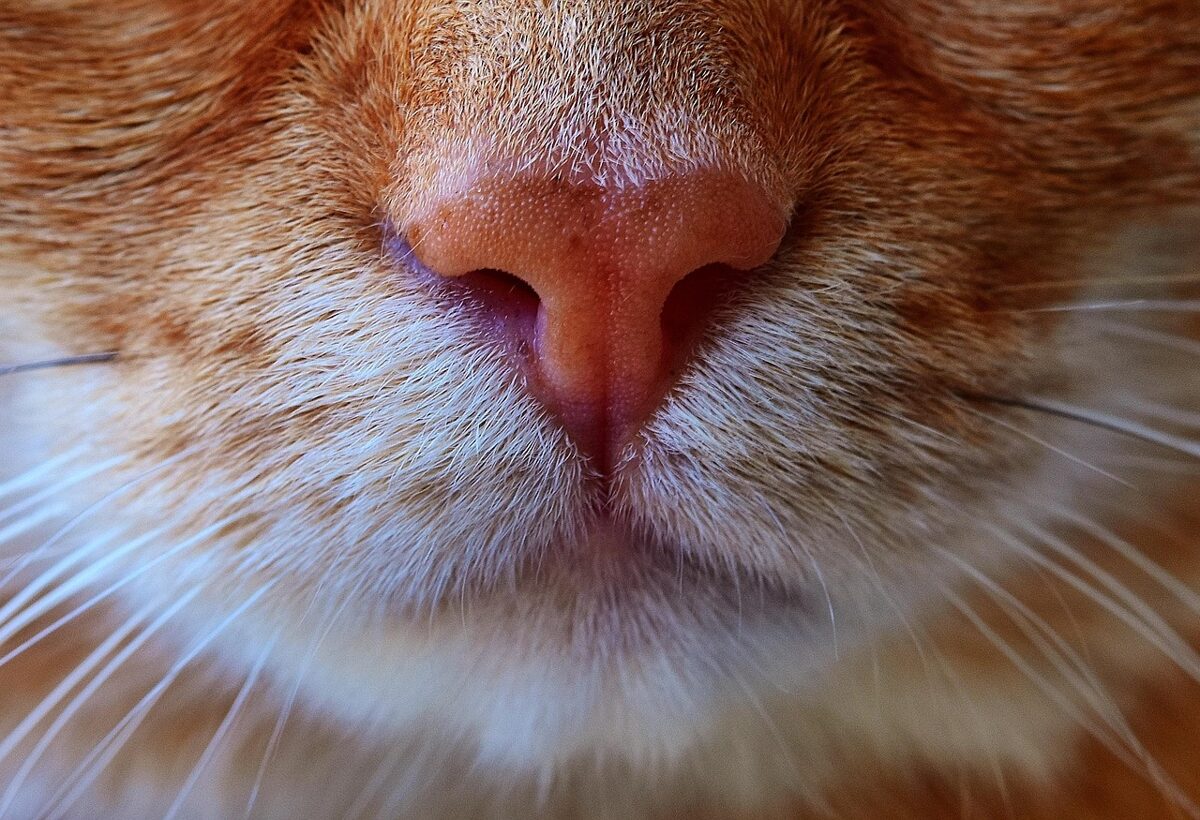cat-2821646_1280.jpg