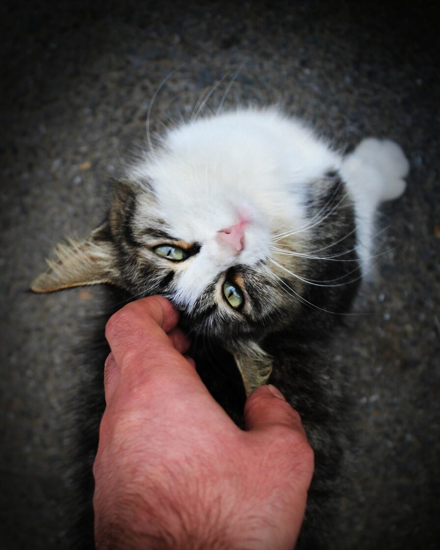 cat-5096545_1280.jpg