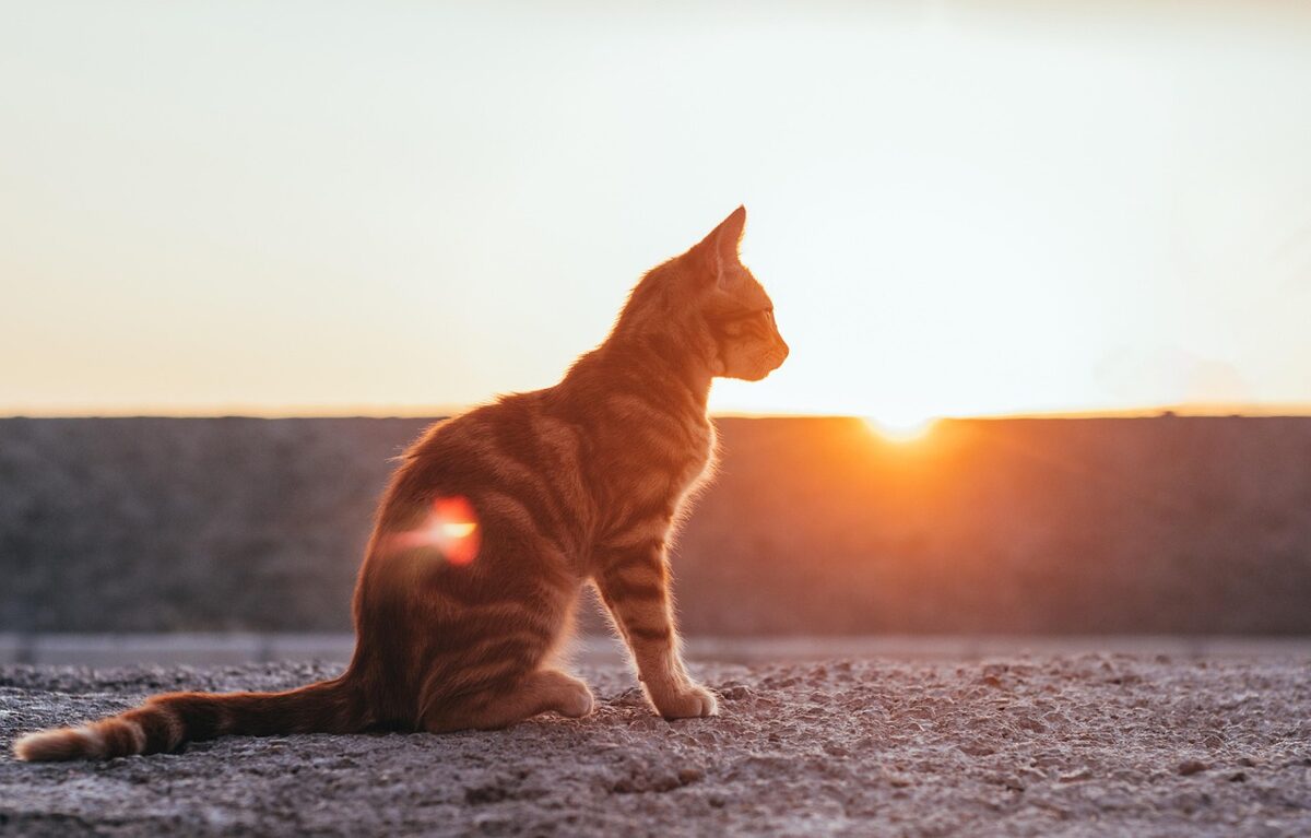 cat-5394567_1280.jpg