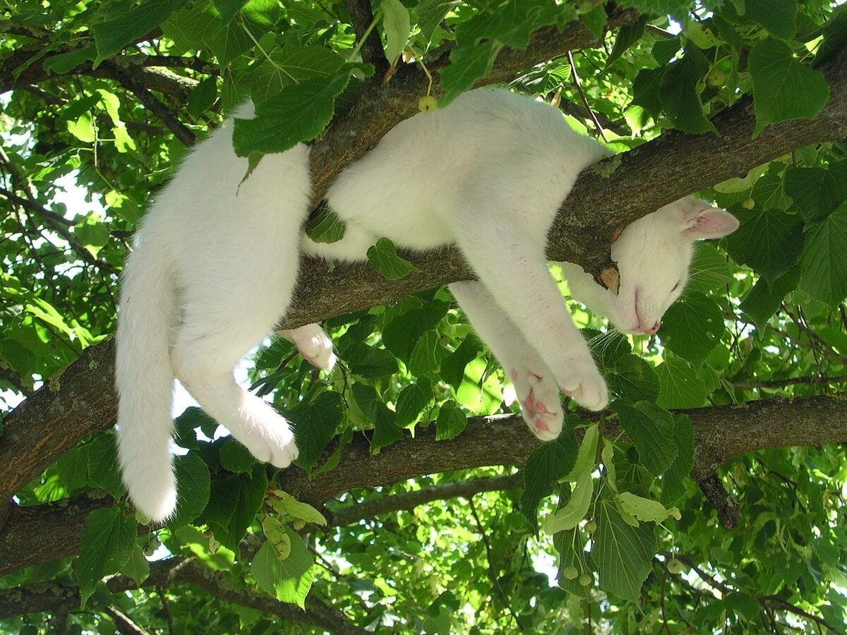 cat-gdf6c7e8c3_1280.jpg