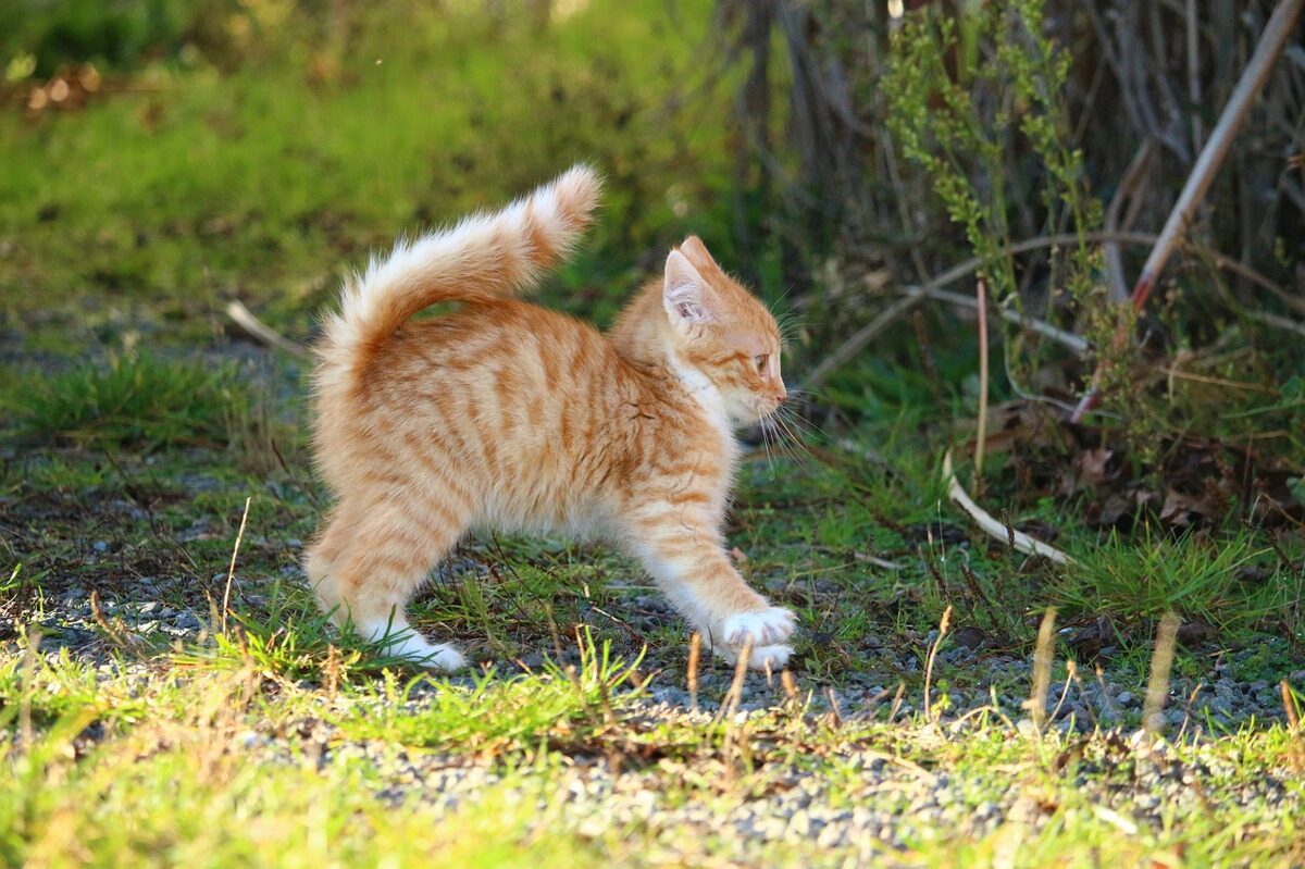 cat-gdf8723c06_1280.jpg