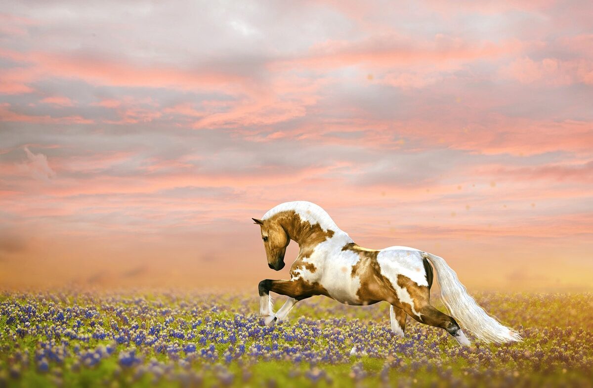 horse-6616504_1280.jpg