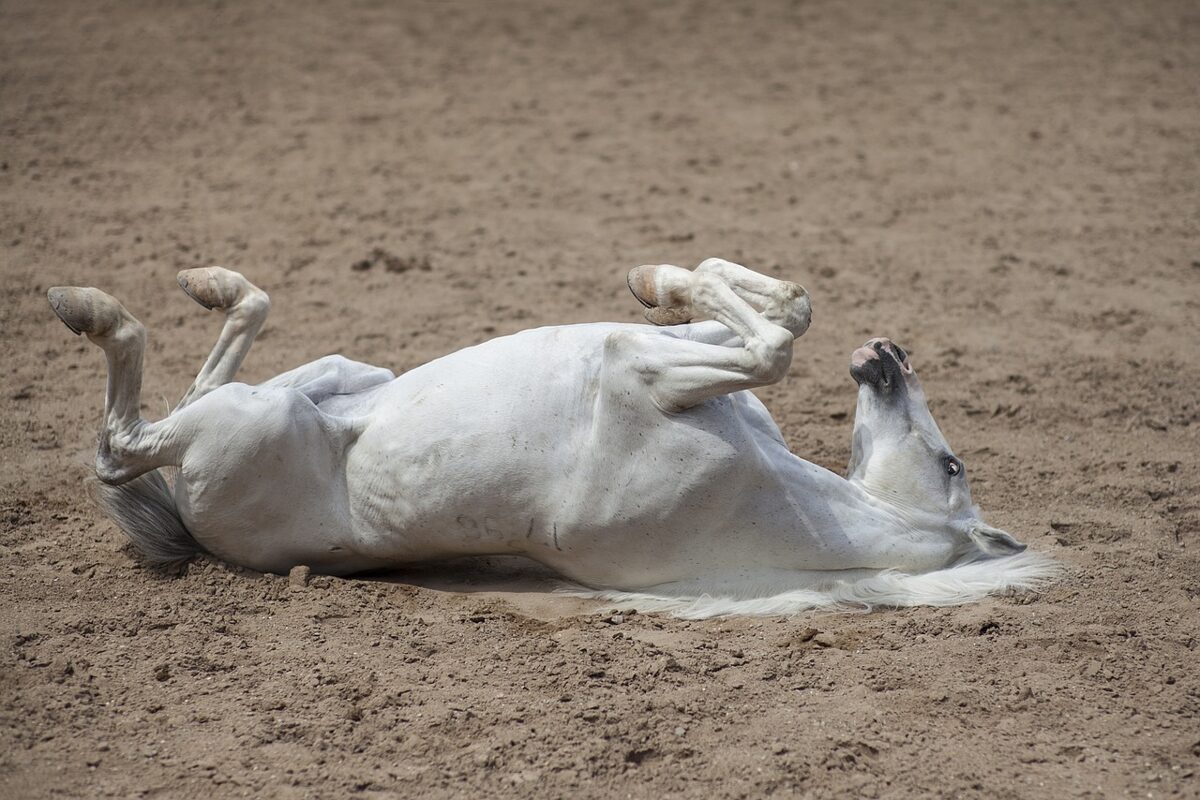 horse-gb261d8339_1280.jpg