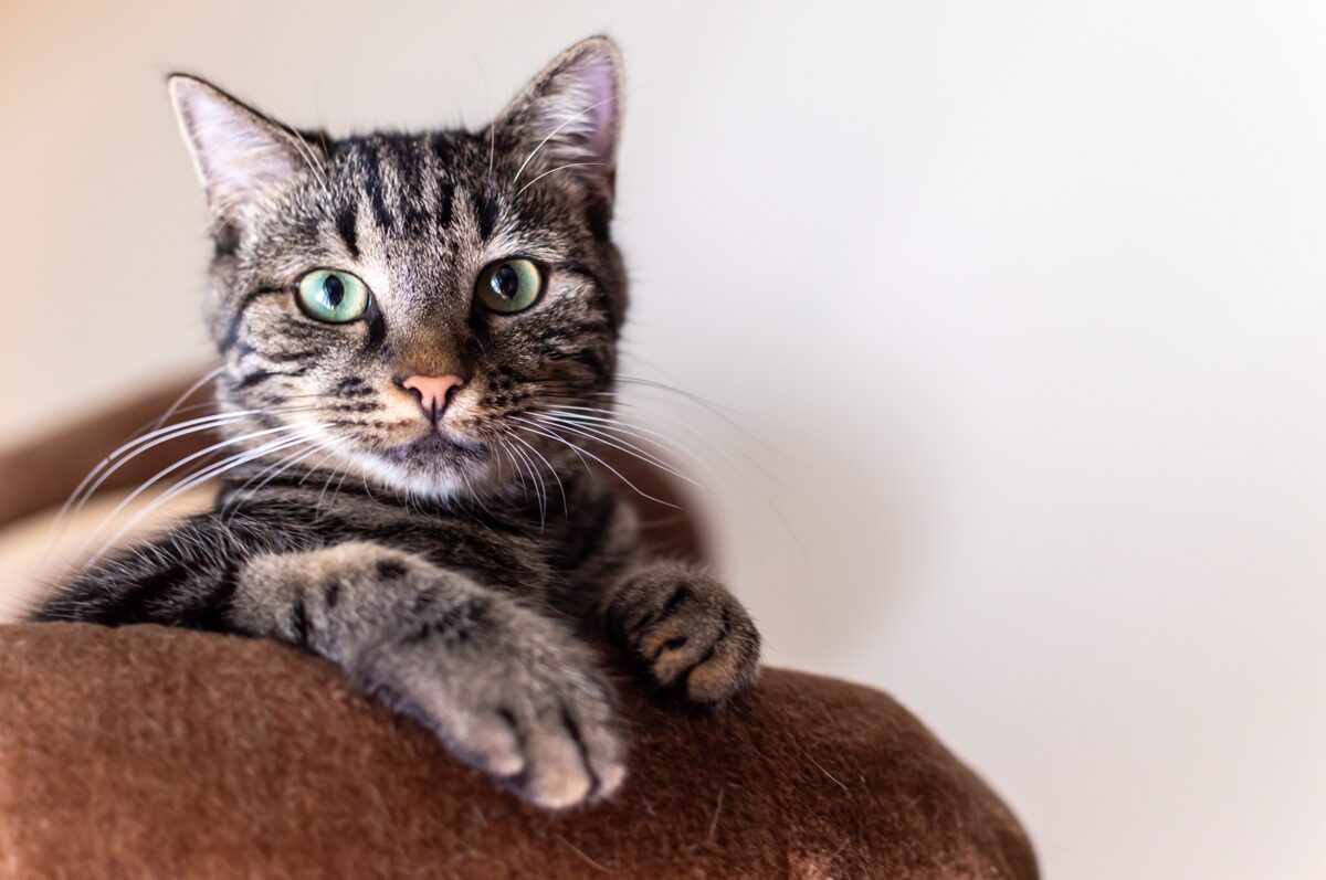 jscreativelab-simba-8618301.jpg