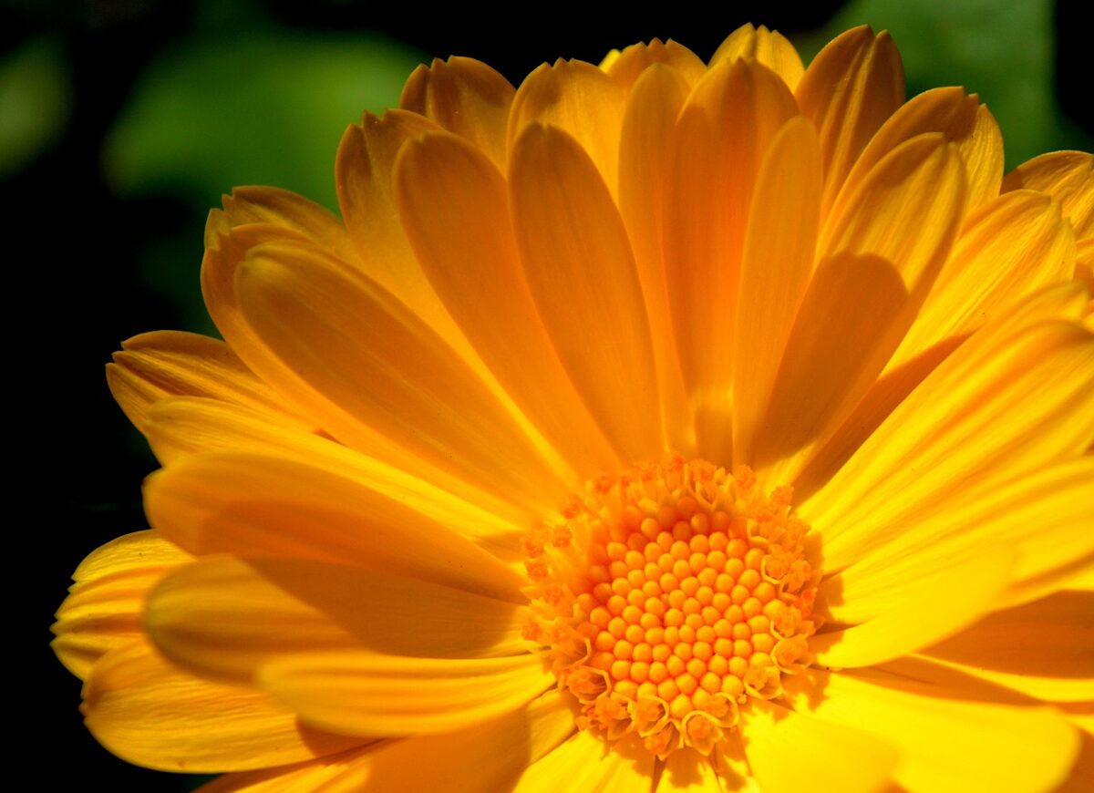 marigold-g153d3a8e7_1280.jpg