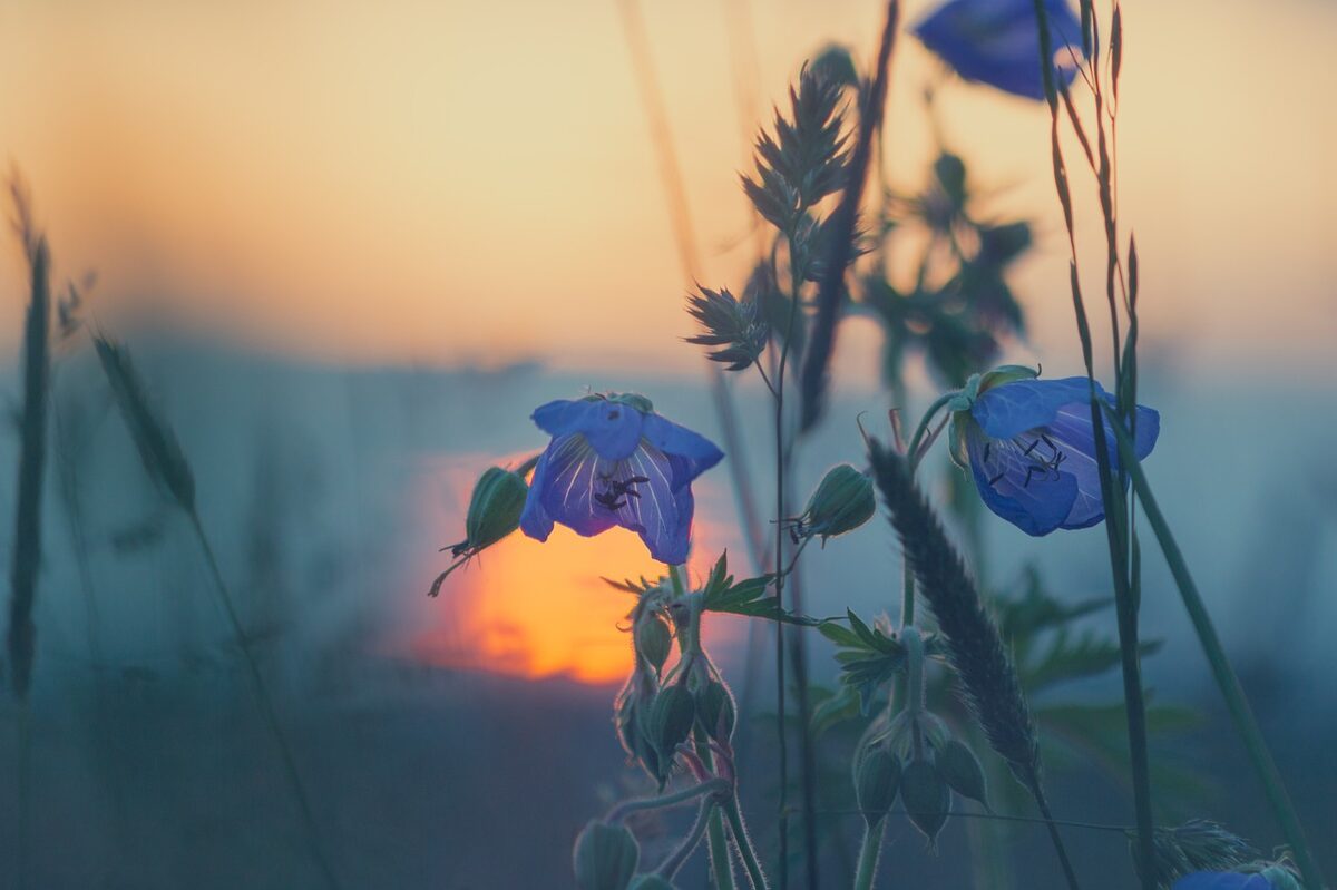 meadow-g4c8d9f506_1280.jpg