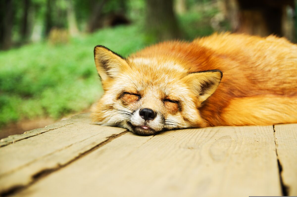 shingo_no-animal-967657.jpg