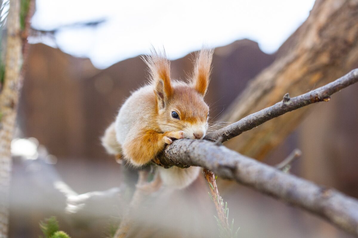 skica911-squirrel-4142446.jpg